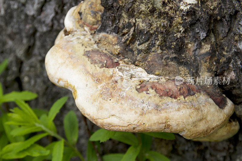 木耳(Fomitopsis pinicola)